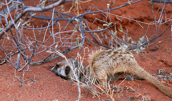 Meercat - Tswalu - South Africa