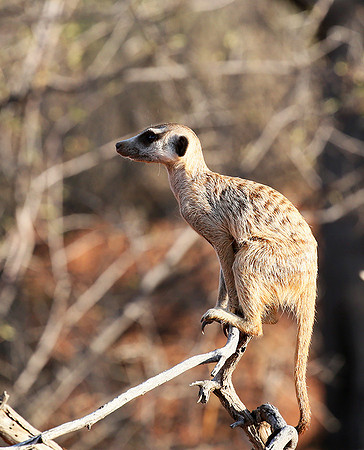 Meercat - Tswalu - South Africa