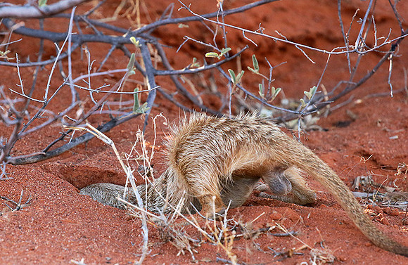 Meercat - Tswalu - South Africa