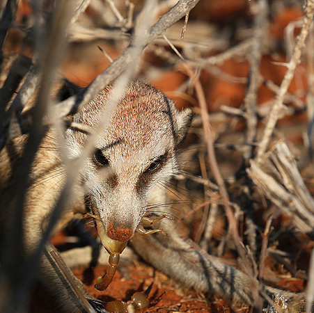 Meercat - Tswalu - South Africa