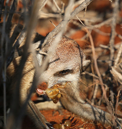 Meercat - Tswalu - South Africa