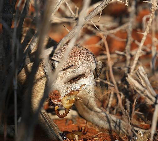 Meercat - Tswalu - South Africa
