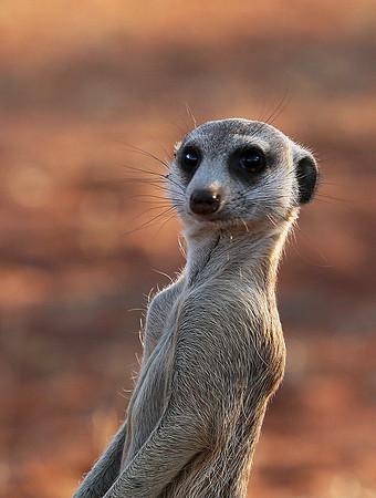 Meercat - Tswalu - South Africa