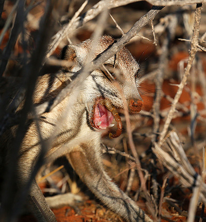 Meercat - Tswalu - South Africa