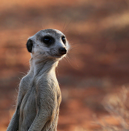 Meercat - Tswalu - South Africa