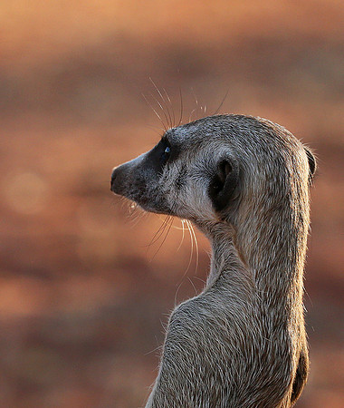 Meercat - Tswalu - South Africa