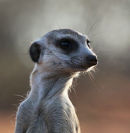 Meercat - Tswalu - South Africa