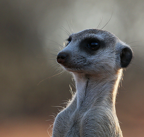 Meercat - Tswalu - South Africa