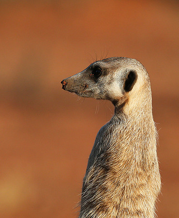 Meercat - Tswalu - South Africa