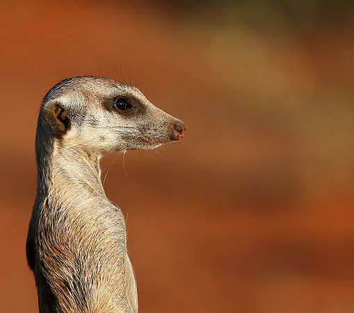 Meercat - Tswalu - South Africa