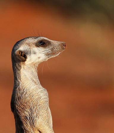 Meercat - Tswalu - South Africa