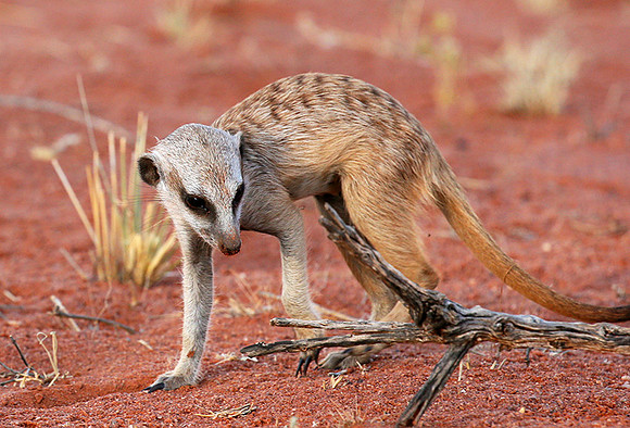 Meercat - Tswalu - South Africa