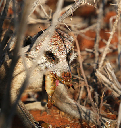 Meercat - Tswalu - South Africa