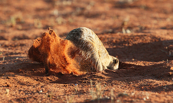 Meercat - Tswalu - South Africa
