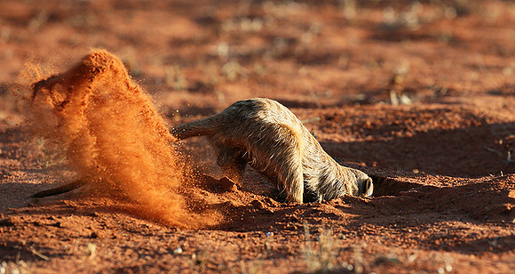 Meercat - Tswalu - South Africa