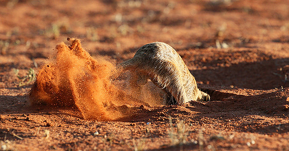Meercat - Tswalu - South Africa