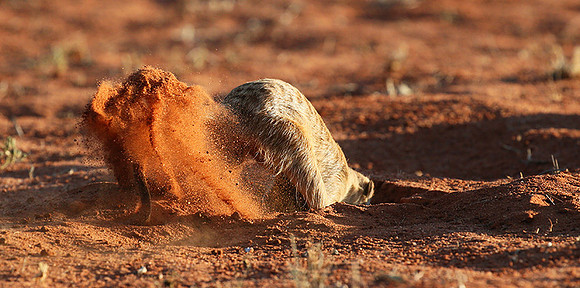Meercat - Tswalu - South Africa