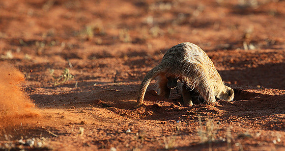 Meercat - Tswalu - South Africa