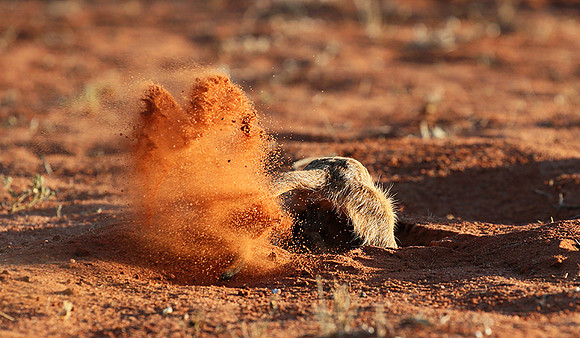 Meercat - Tswalu - South Africa