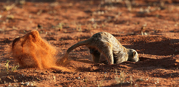 Meercat - Tswalu - South Africa