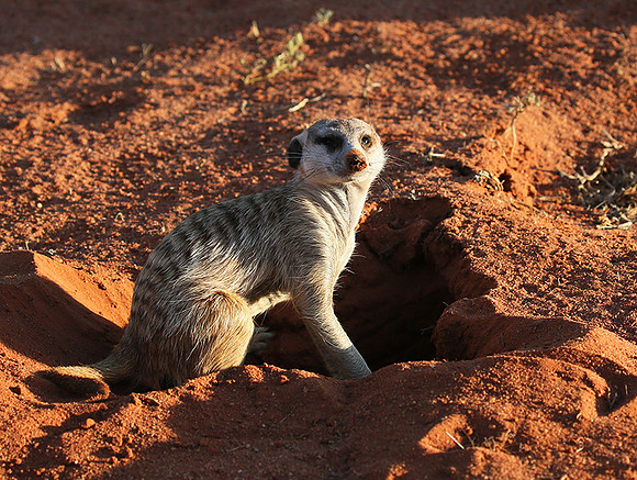 Meercat - Tswalu - South Africa