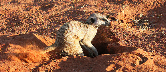 Meercat - Tswalu - South Africa