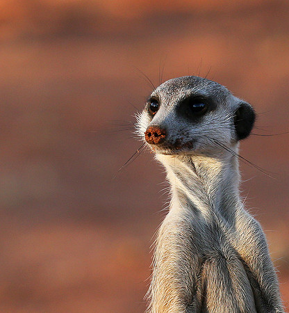 Meercat - Tswalu - South Africa