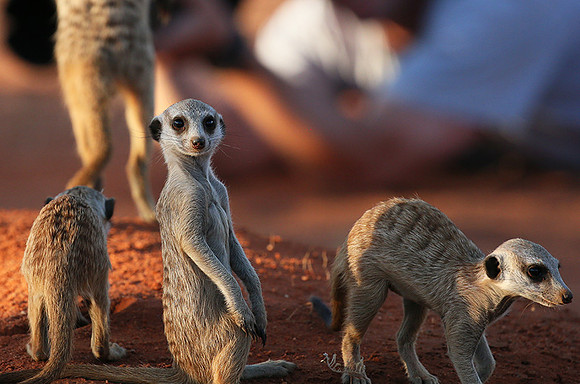 Meercats - Tswalu - South Africa