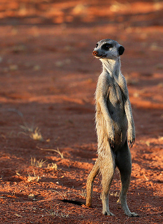 Meercat - Tswalu - South Africa