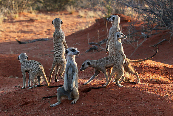 Meercats - Tswalu - South Africa