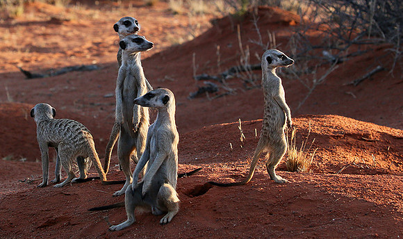 Meercats - Tswalu - South Africa