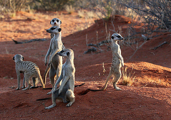 Meercats - Tswalu - South Africa