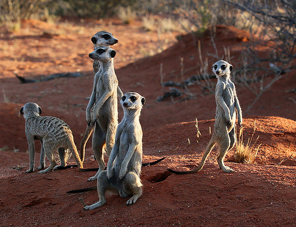 Meercats - Tswalu - South Africa