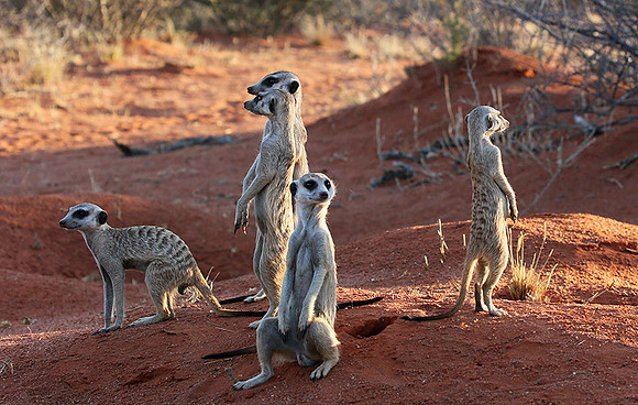 Meercats - Tswalu - South Africa