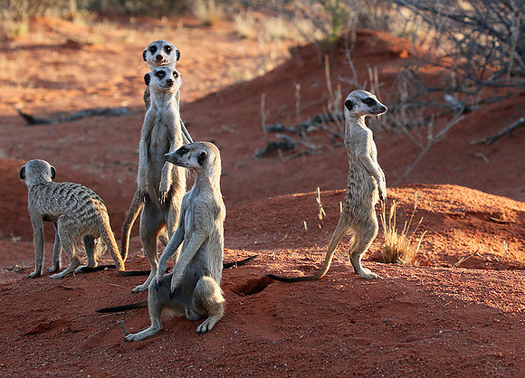 Meercats - Tswalu - South Africa