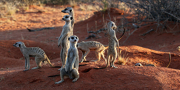 Meercats - Tswalu - South Africa