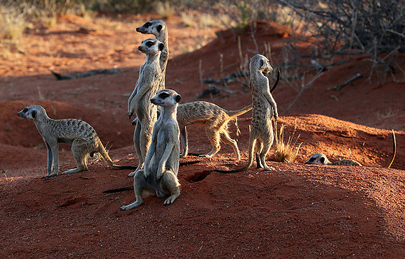 Meercats - Tswalu - South Africa