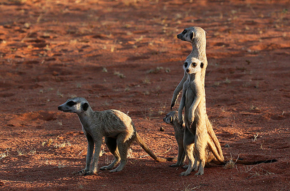 Meercats - Tswalu - South Africa
