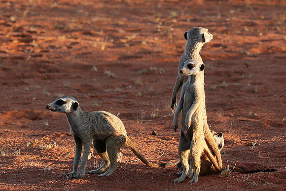 Meercats - Tswalu - South Africa