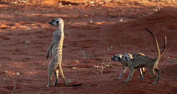Meercats - Tswalu - South Africa