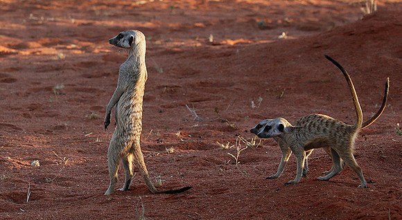 Meercats - Tswalu - South Africa