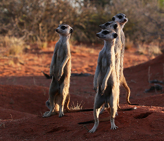 Meercats - Tswalu - South Africa