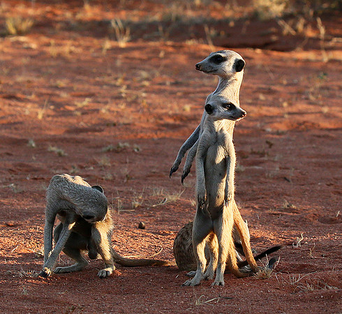 Meercats - Tswalu - South Africa