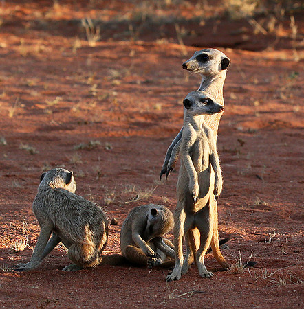 Meercats - Tswalu - South Africa