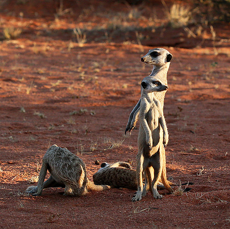 Meercats - Tswalu - South Africa