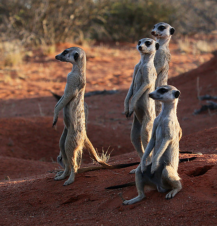Meercats - Tswalu - South Africa