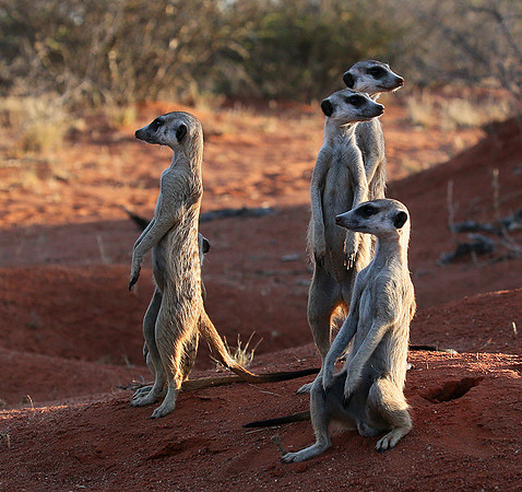 Meercats - Tswalu - South Africa