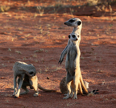 Meercats - Tswalu - South Africa