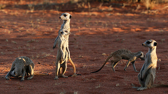 Meercats - Tswalu - South Africa