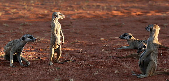 Meercats - Tswalu - South Africa